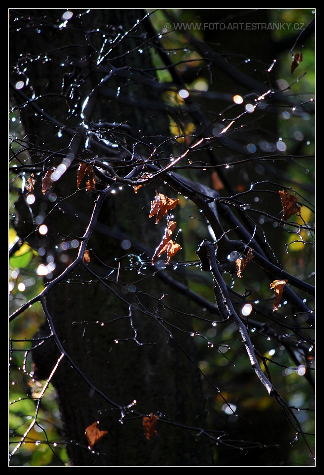 DSC_0504.jpg